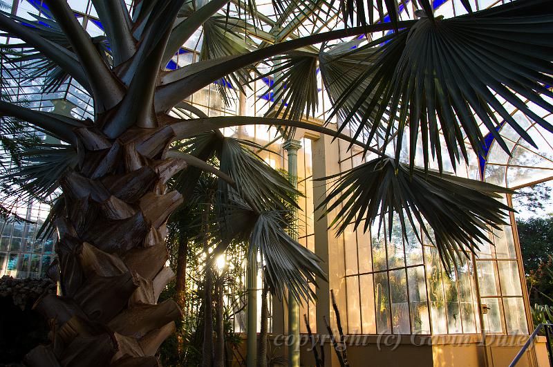 Glasshouse, Adelaide Botanic Gardens IMGP8865.jpg